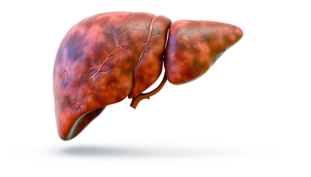 Illustration of a human liver with visible veins on a white background.