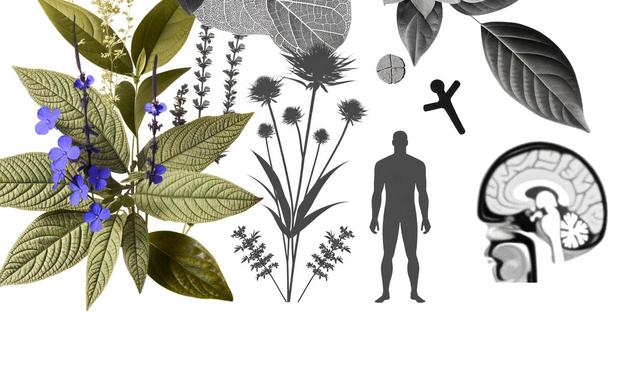 Collage of green and blue plants with a human silhouette and a brain side view.